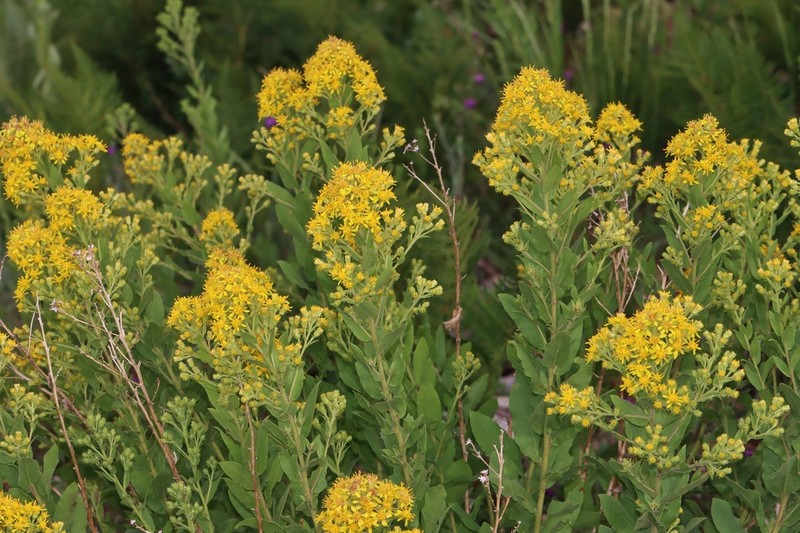 Wright's Goldenrod photo 4