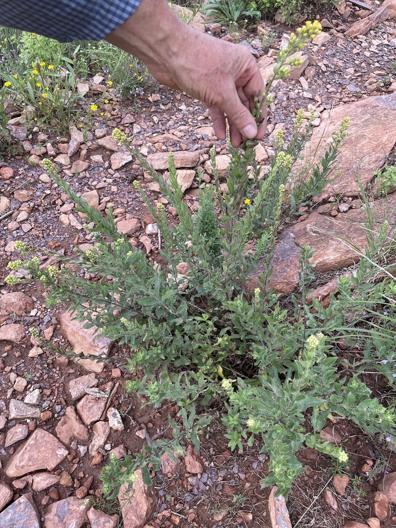 Wright's Goldenrod photo 5