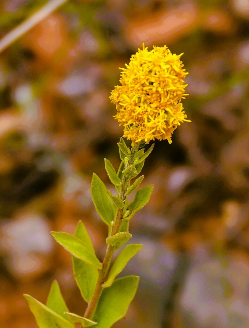 Wright's Goldenrod photo 6