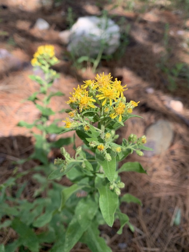 Wright's Goldenrod photo 7