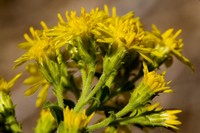 Wright's Goldenrod
