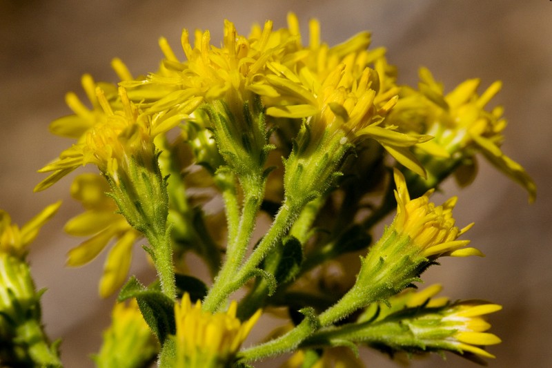 Wright's Goldenrod