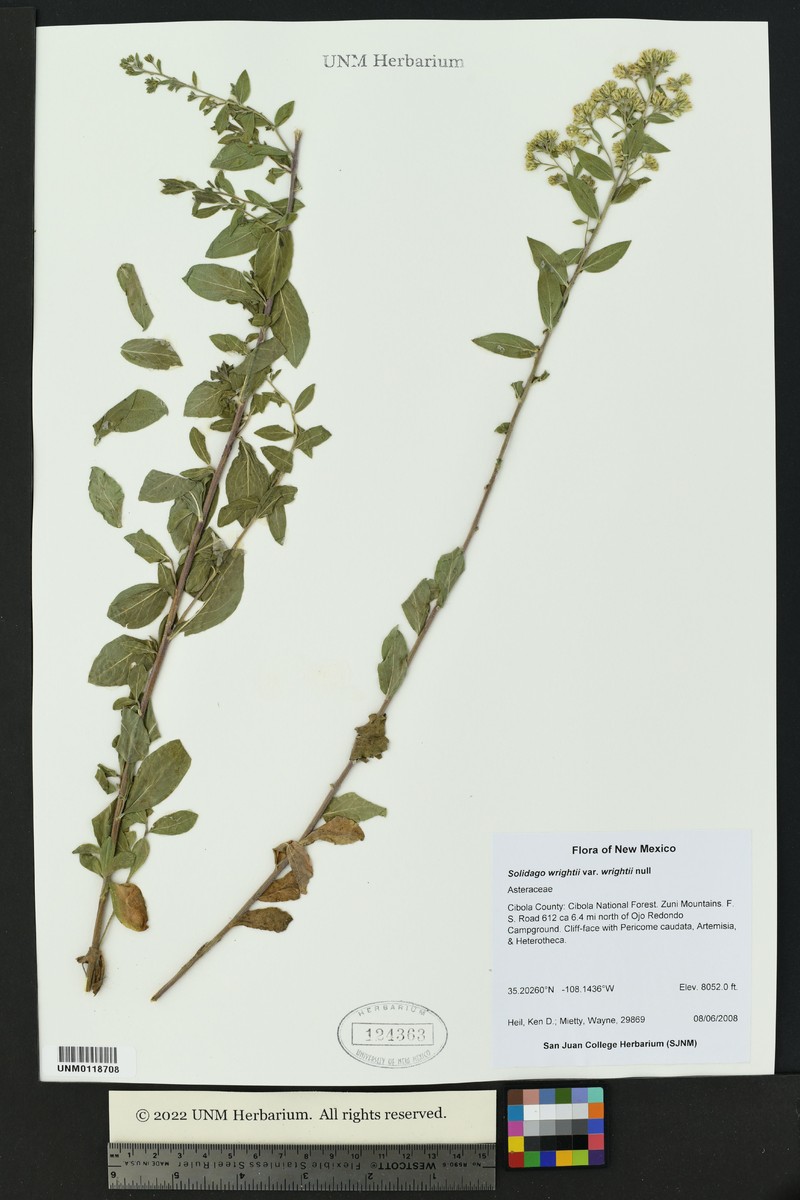 Solidago wrightii var. wrightii