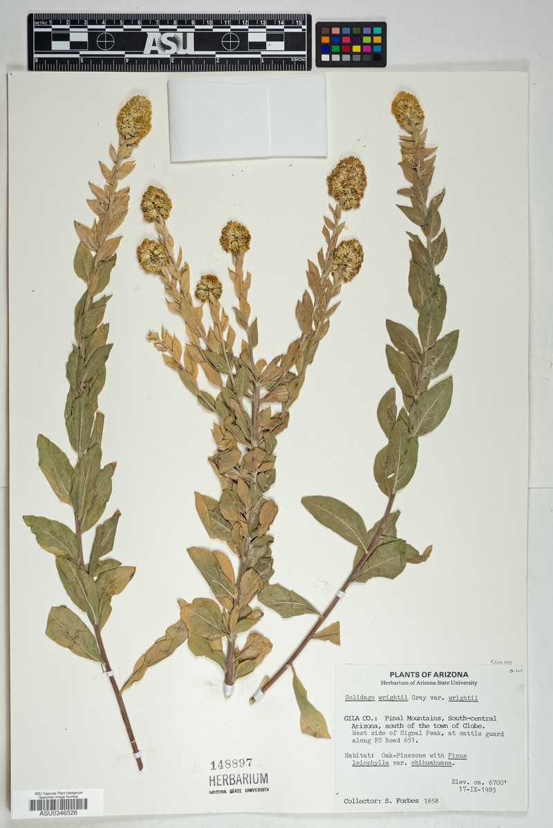 Solidago wrightii var. wrightii photo 2