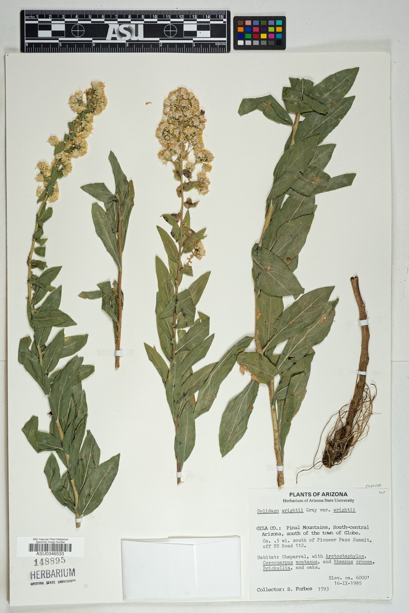 Solidago wrightii var. wrightii photo 3