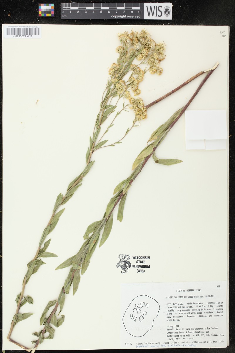 Solidago wrightii var. wrightii photo 4