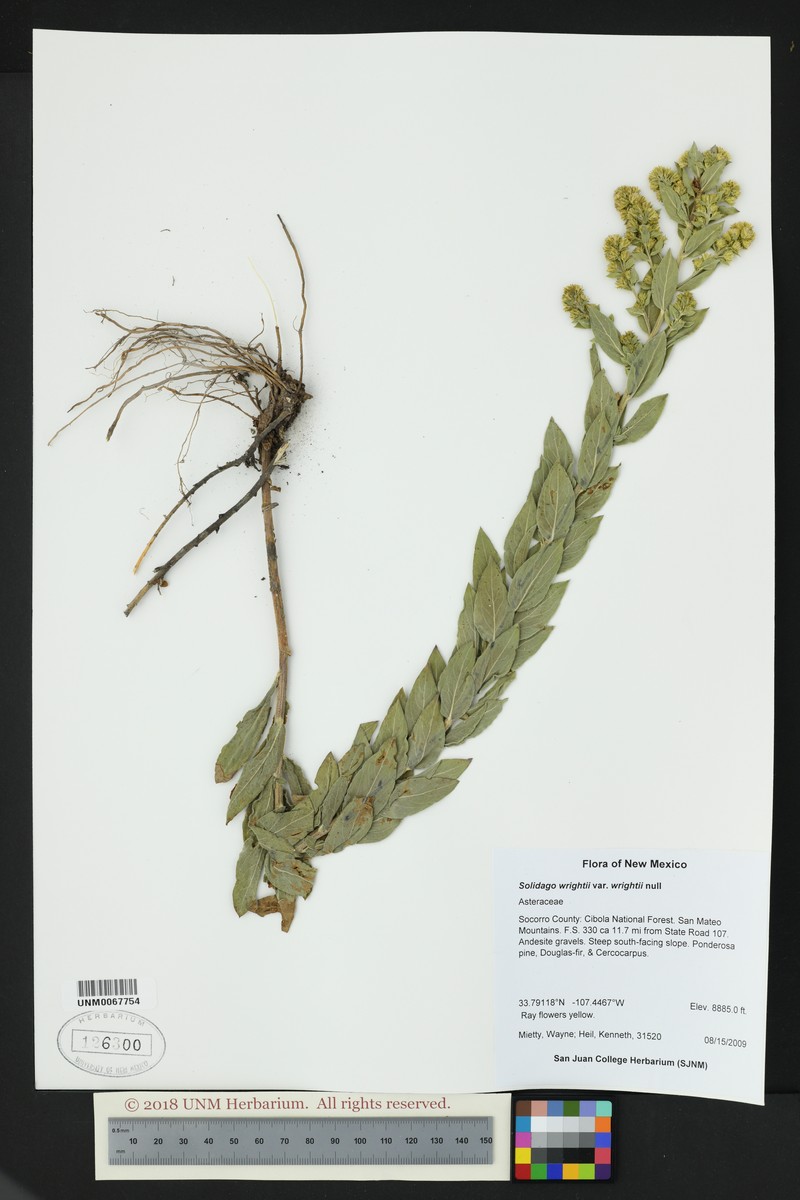 Solidago wrightii var. wrightii photo 5