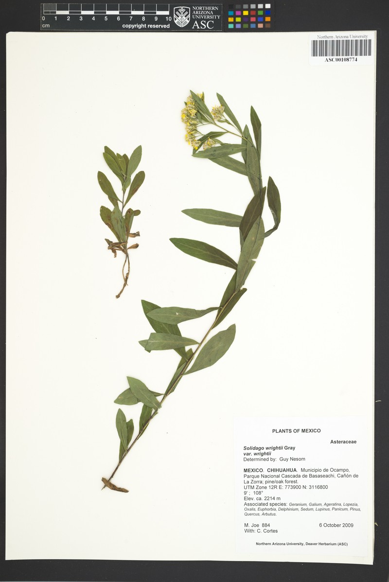 Solidago wrightii var. wrightii photo 6