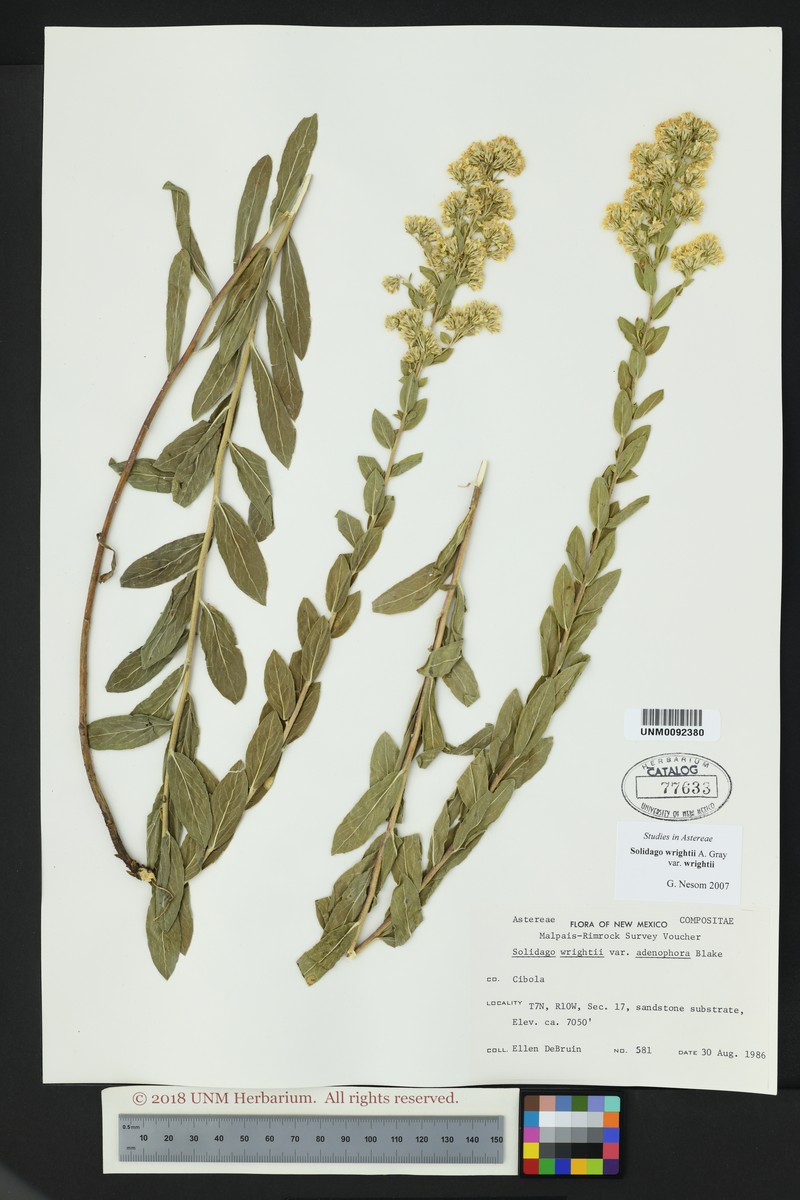Solidago wrightii var. wrightii photo 7