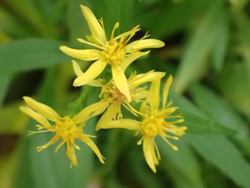 Solidago yambaruensis