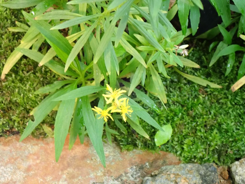 Solidago yambaruensis photo 2