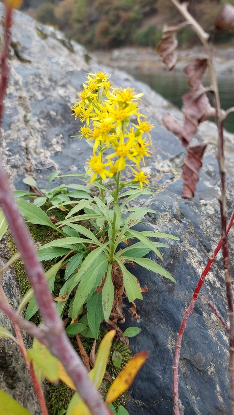 Solidago yokusaiana