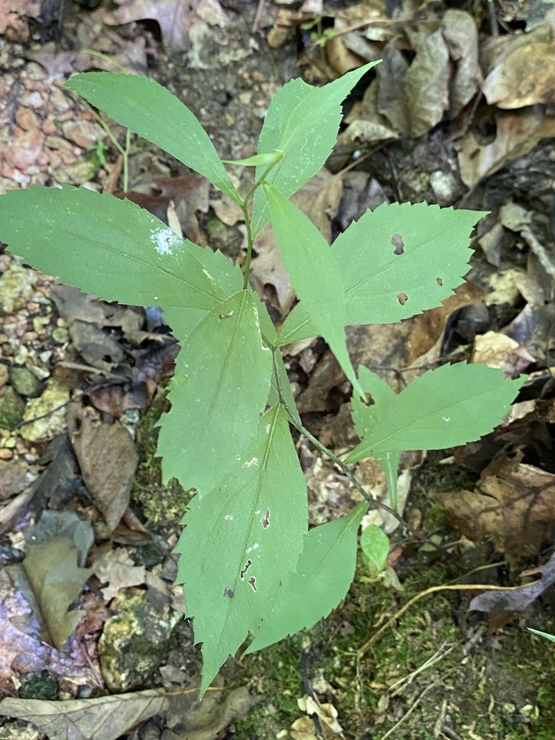 Solidago zedia