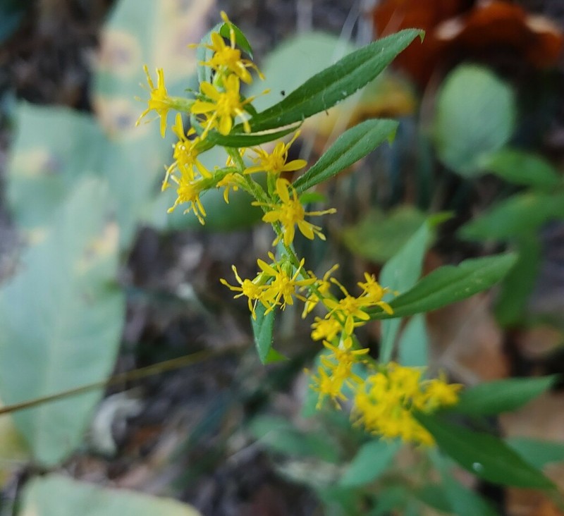 Solidago zedia photo 2