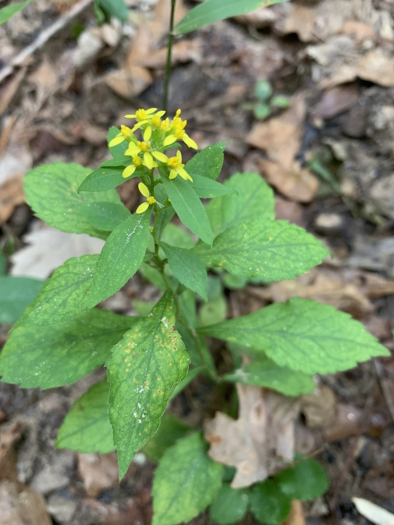 Solidago zedia photo 3