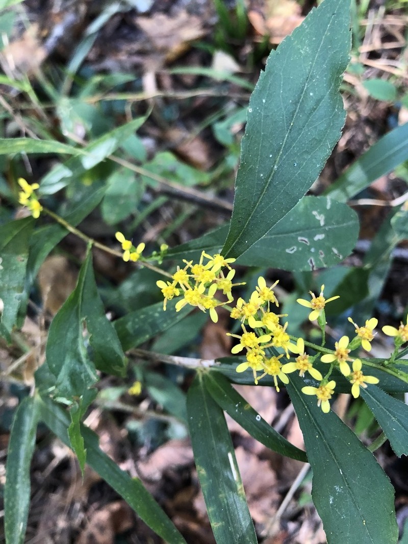 Solidago zedia photo 4