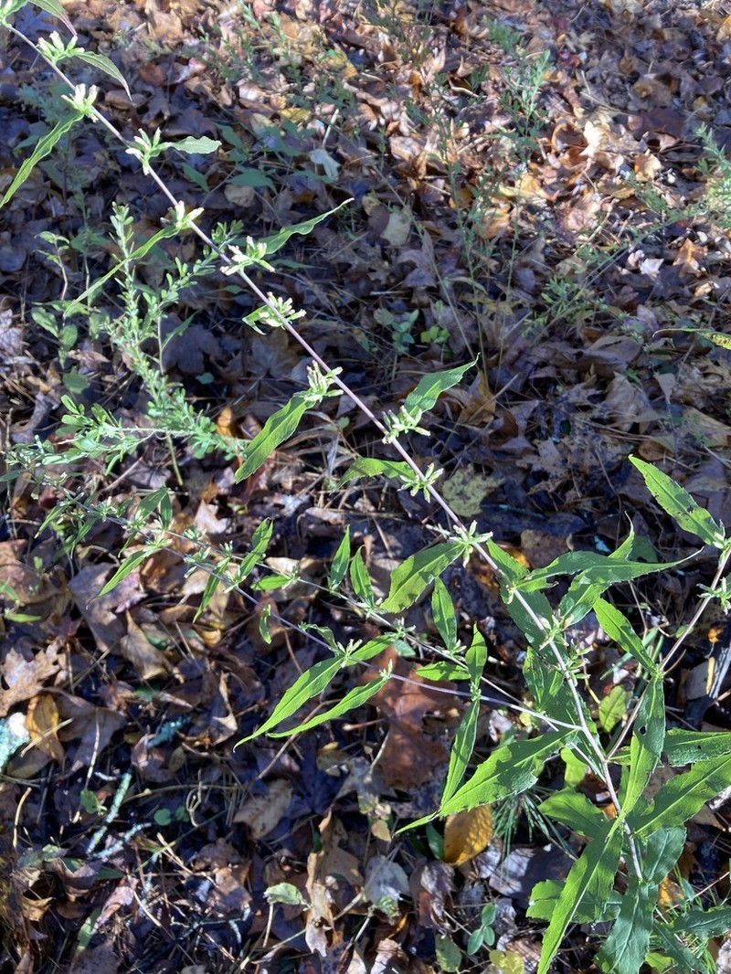 Solidago zedia photo 5