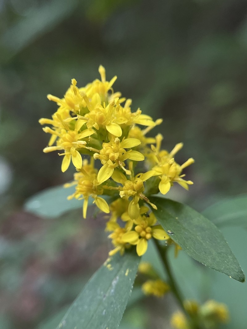 Solidago zedia photo 6