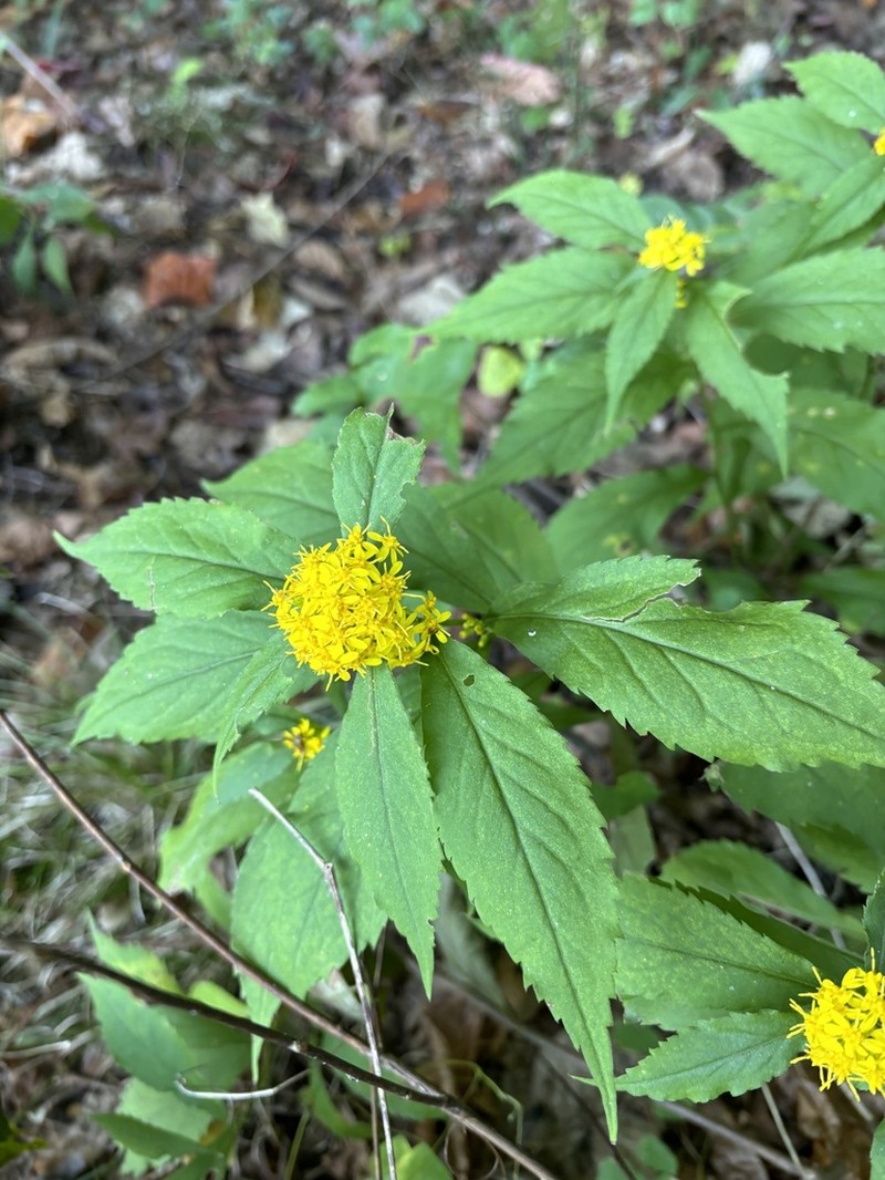 Solidago zedia photo 7