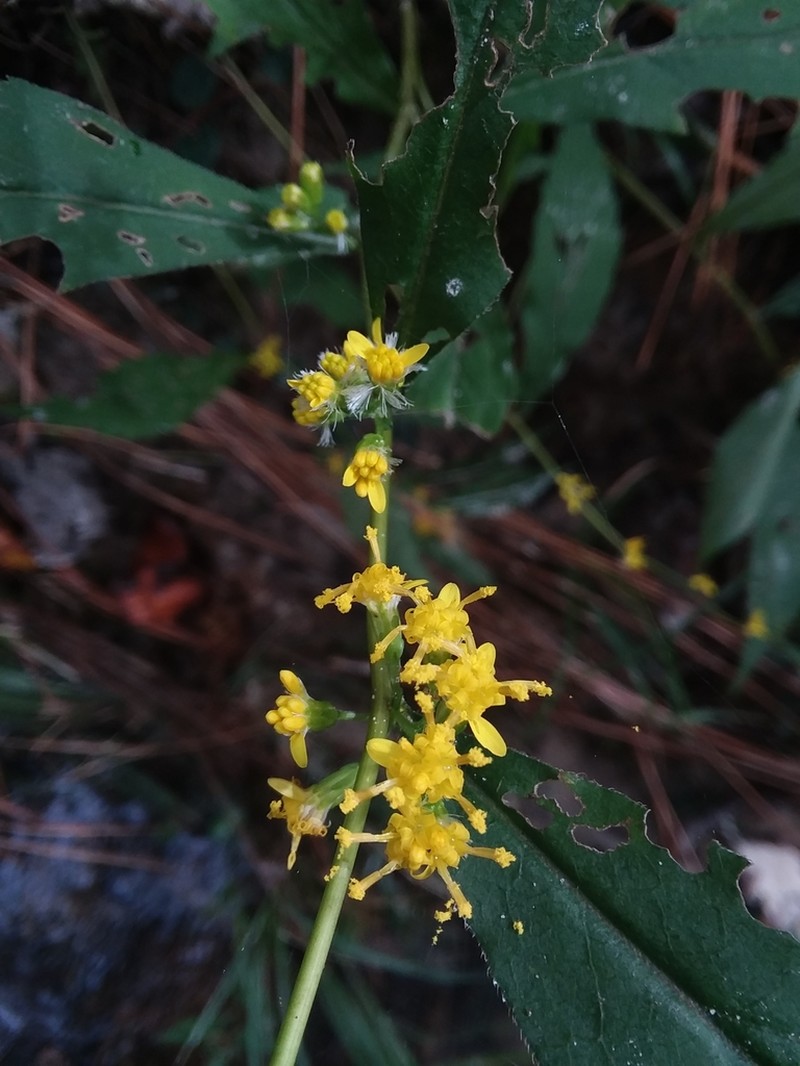 Solidago zedia photo 8