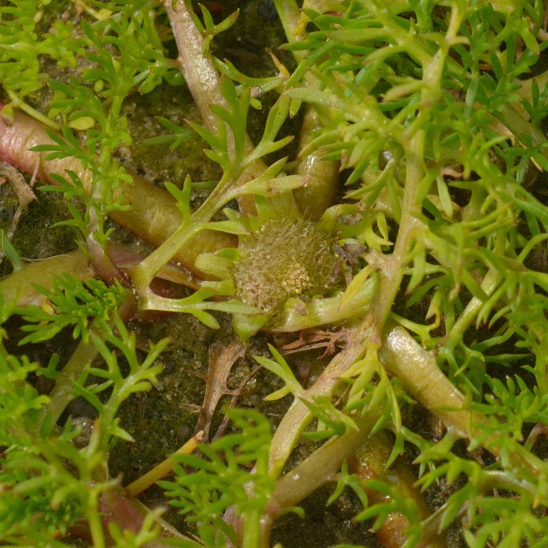 Soliva macrocephala photo 2