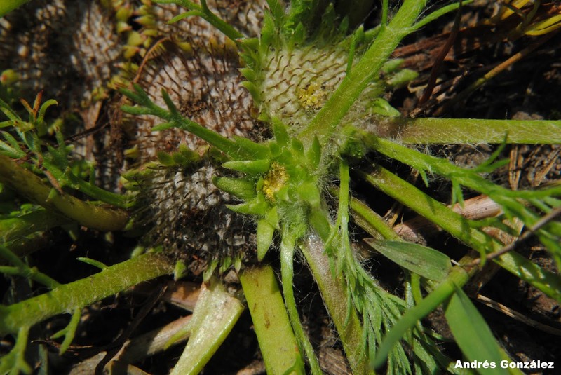 Soliva macrocephala photo 5