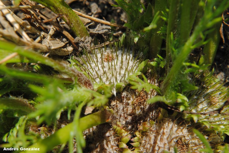 Soliva macrocephala photo 8