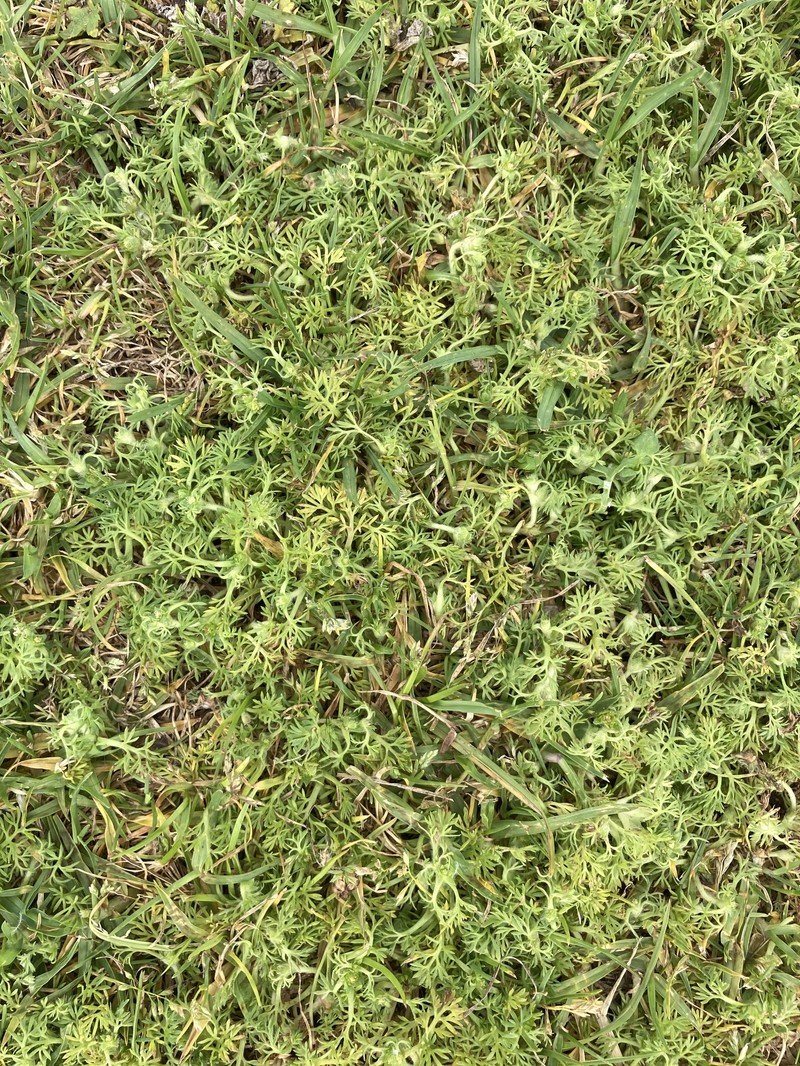 Field Burrweed photo 3
