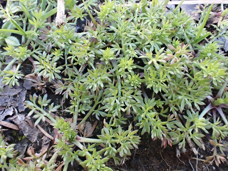Field Burrweed photo 4