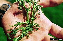 Field Burrweed