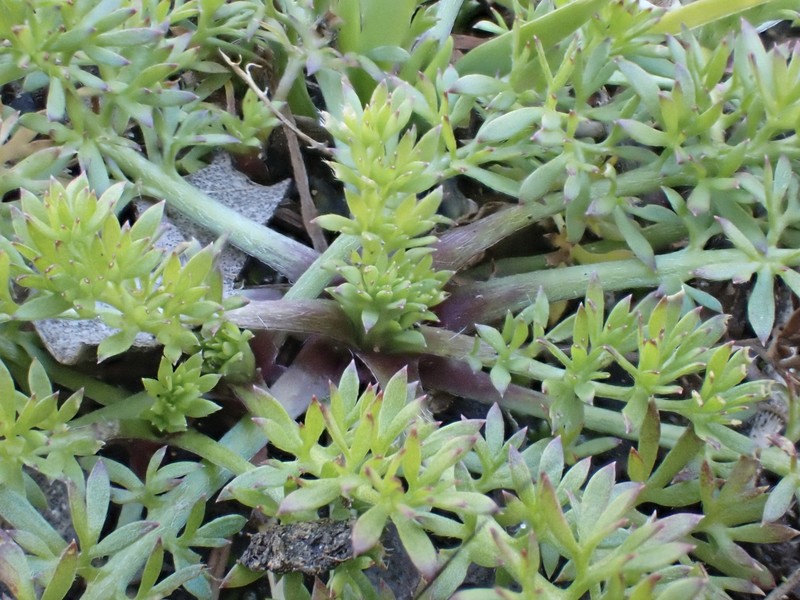 Field Burrweed photo 5