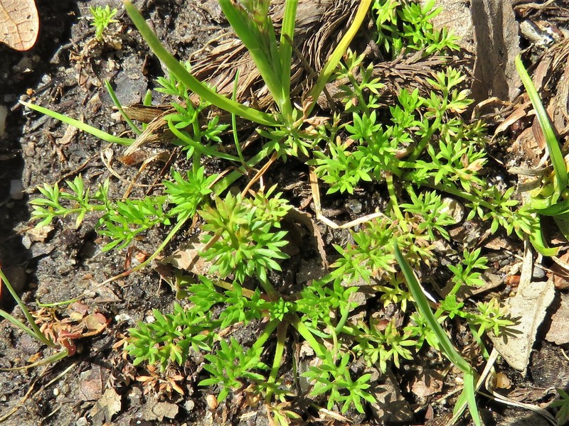 Field Burrweed photo 6