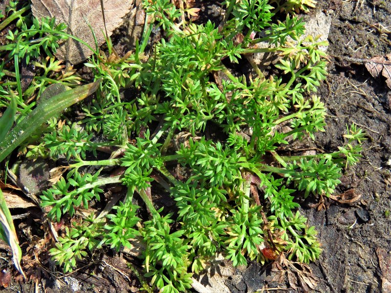 Field Burrweed photo 8