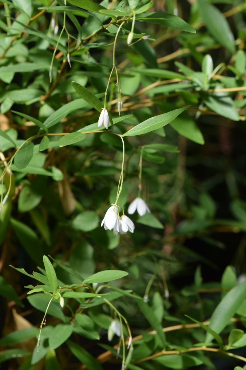 Bluebell Creeper photo 2