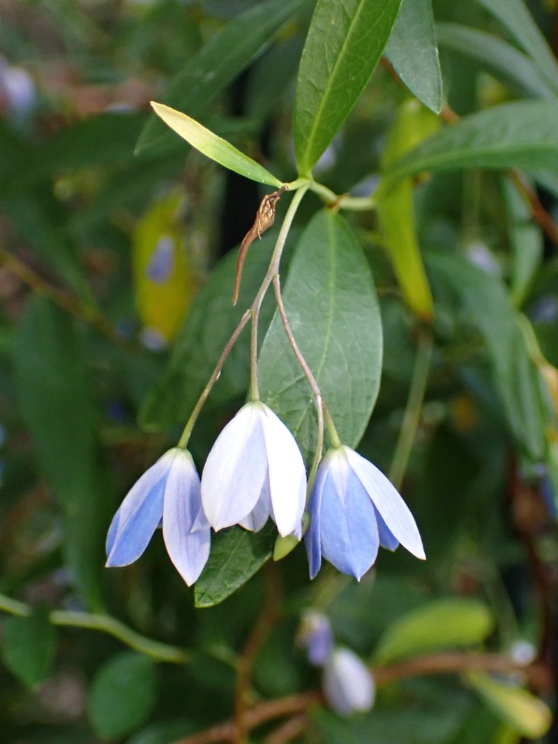Bluebell Creeper photo 3