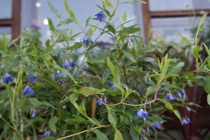 Bluebell Creeper photo 4
