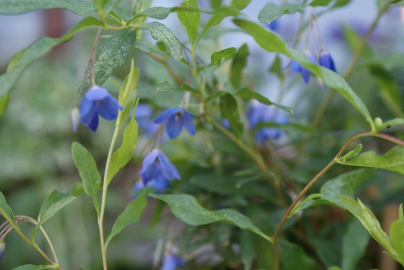Bluebell Creeper photo 5