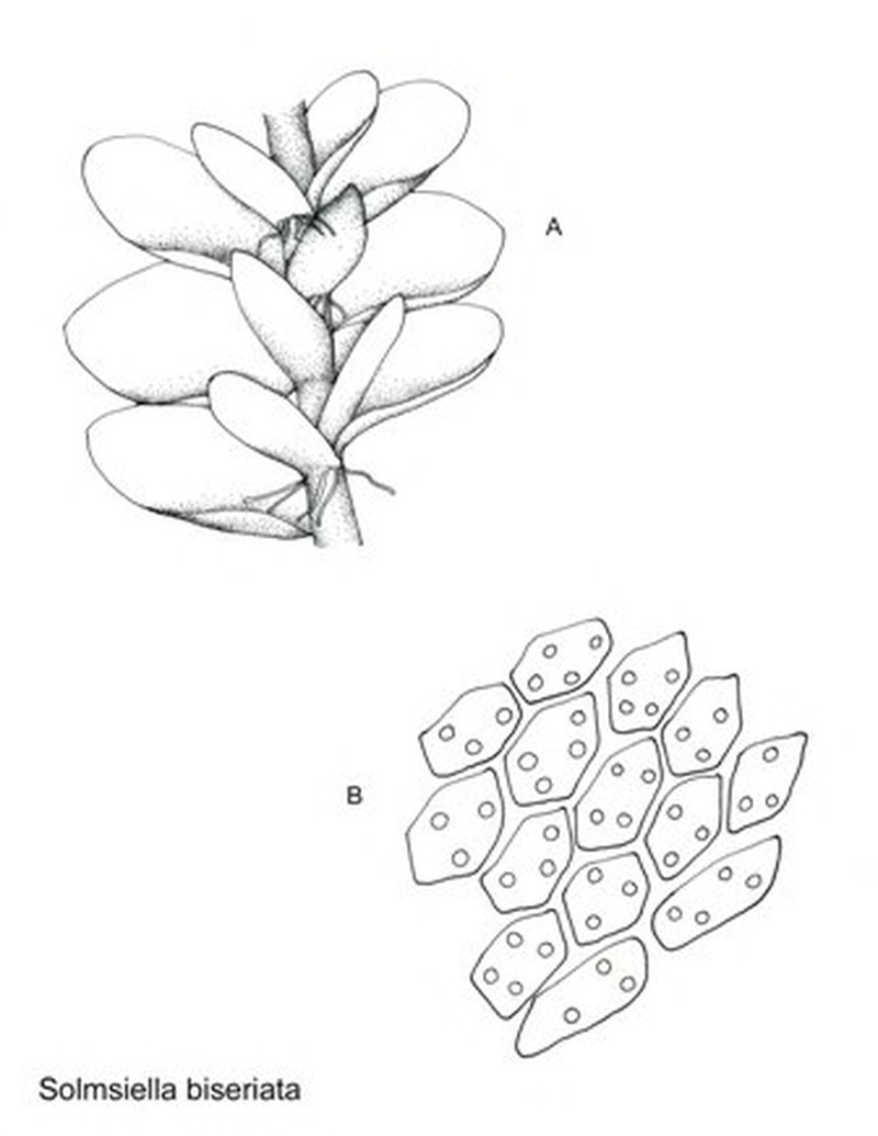 Solmsiella Moss