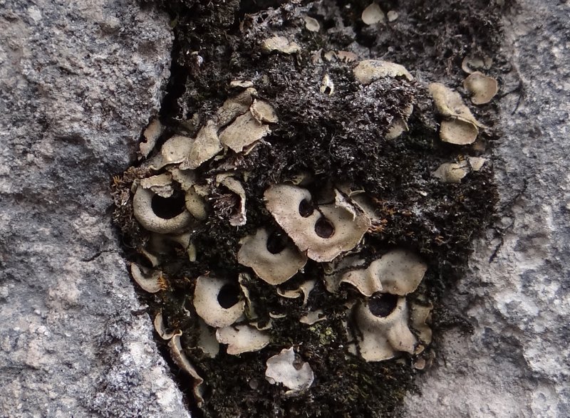 Chocolate Chip Lichen