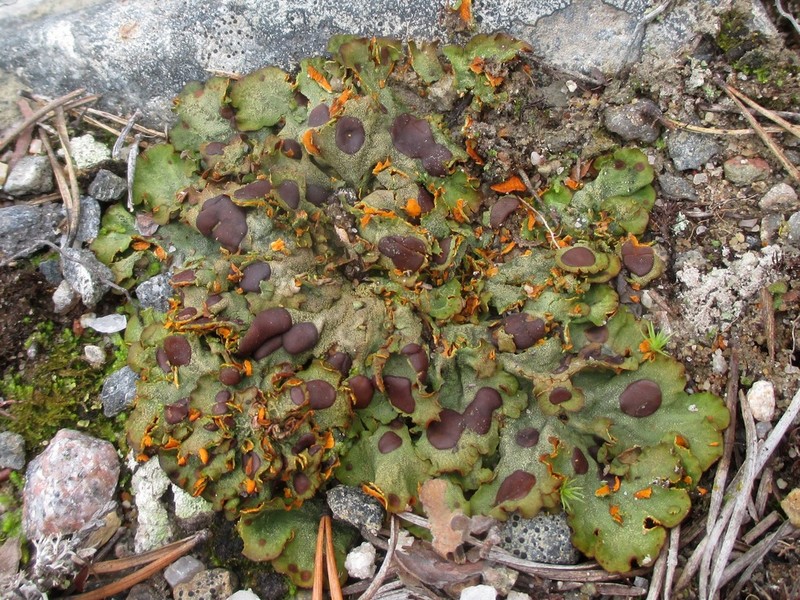 Chocolate Chip Lichen photo 2