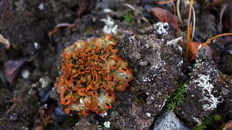 Chocolate Chip Lichen photo 3