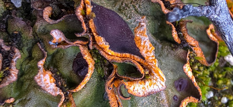 Chocolate Chip Lichen photo 4