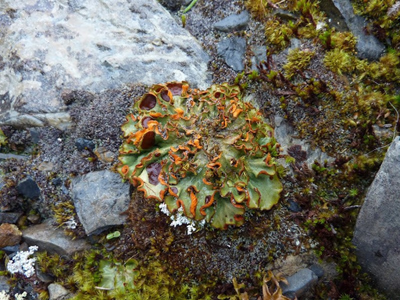 Chocolate Chip Lichen photo 5