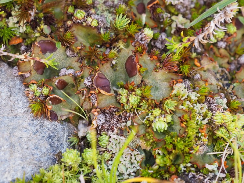 Chocolate Chip Lichen photo 6