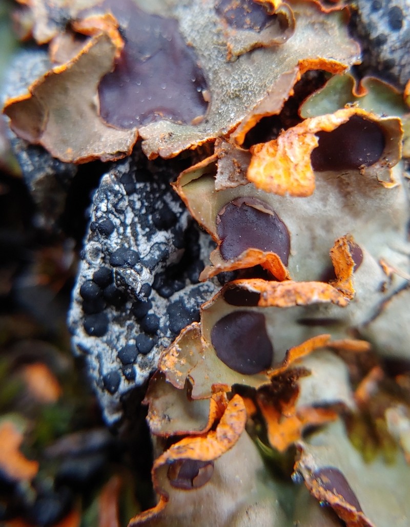 Chocolate Chip Lichen photo 7