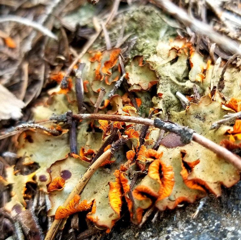Chocolate Chip Lichen photo 8