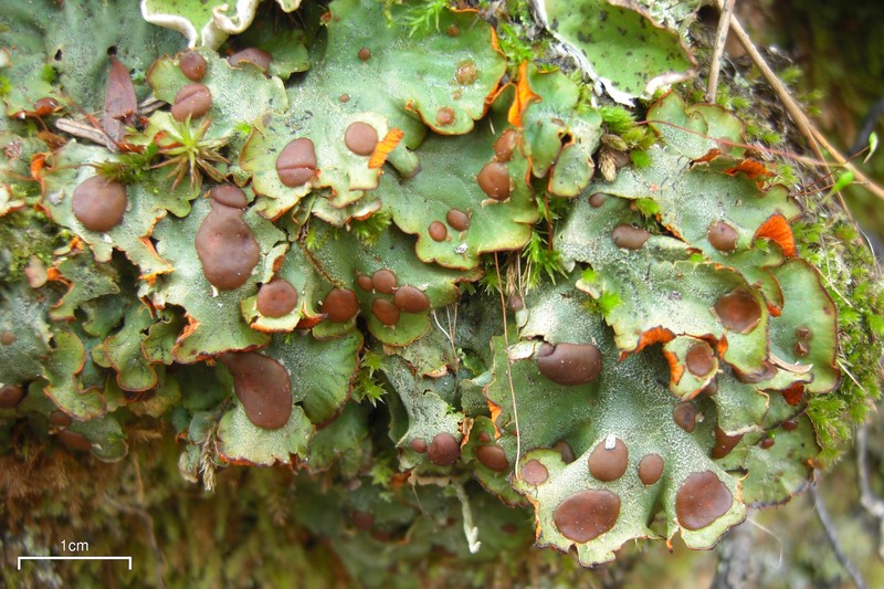 Chocolate Chip Lichen