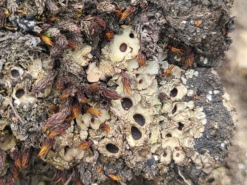 Chocolate Chip Lichen