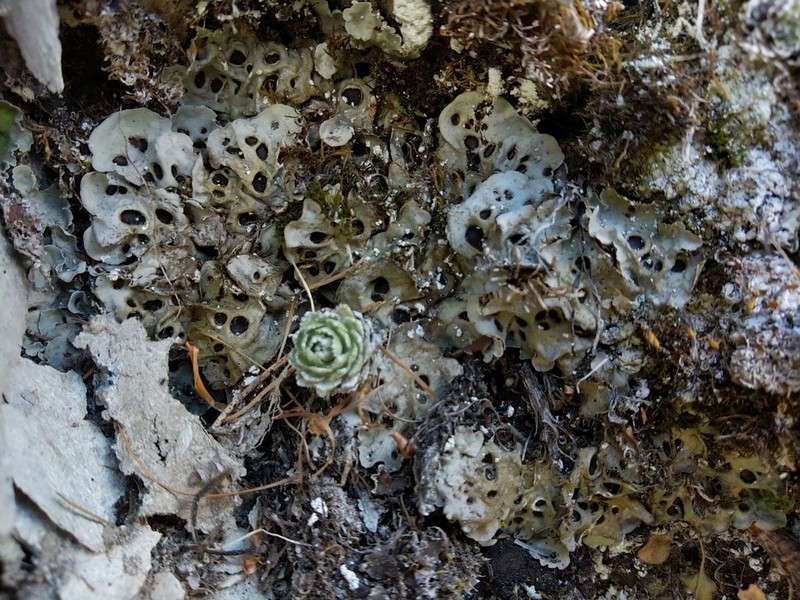 Chocolate Chip Lichen photo 2