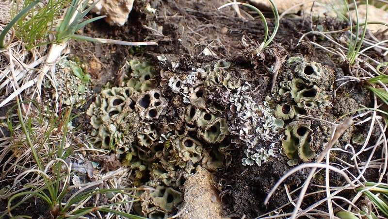 Chocolate Chip Lichen photo 4